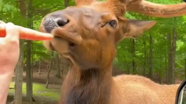 Funny Animals Video || Eating something short // video