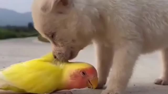 A Dog kiss A parrot lovely