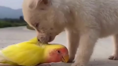 A Dog kiss A parrot lovely