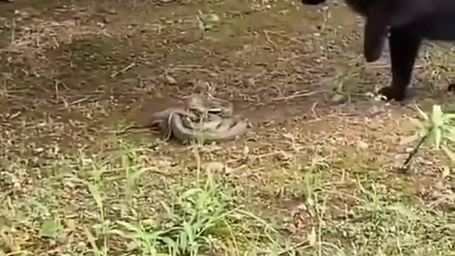 confrontation between the cat and the snake