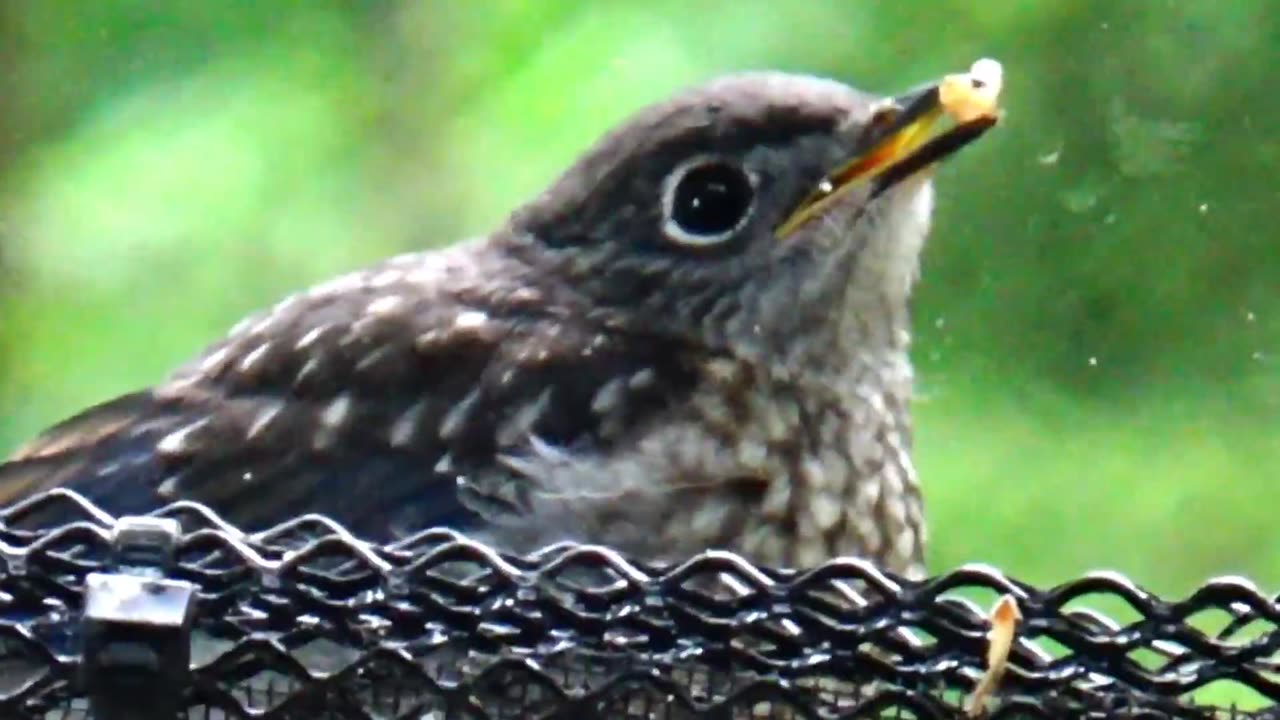 Baby Bluebird