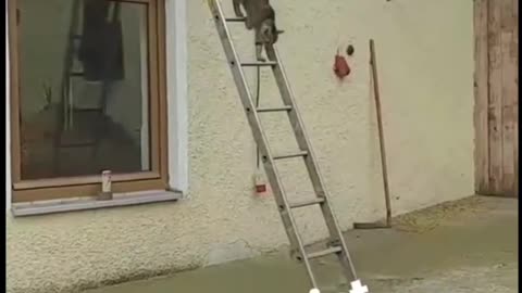 Clevere Katze geht eine leiter runter