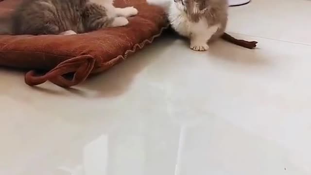 Cute kitten wrestling