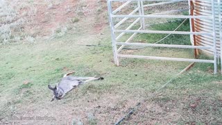 Wallaroo Mum Nap