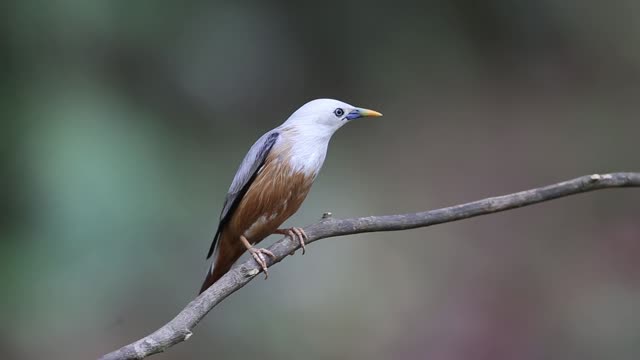 What bird is this?