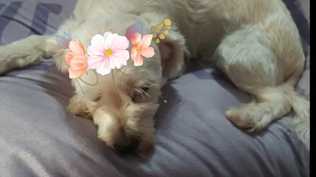 Cute Dog Relaxing and Sleep😍💕