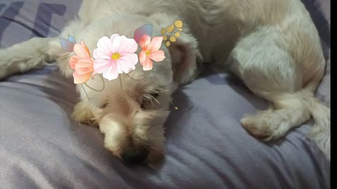 Cute Dog Relaxing and Sleep😍💕