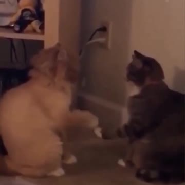 Two Cats Playing Rock Paper Scissors