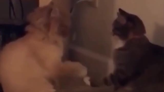 Two Cats Playing Rock Paper Scissors