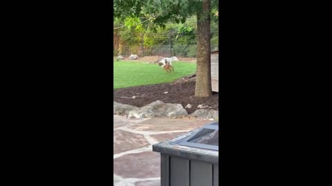 Puppy, Kitty, fawn play together