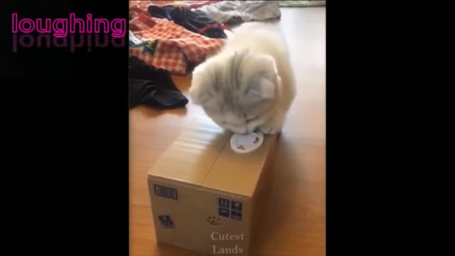 Best Of The 2021 Funny Animal Videos cats or dogs?