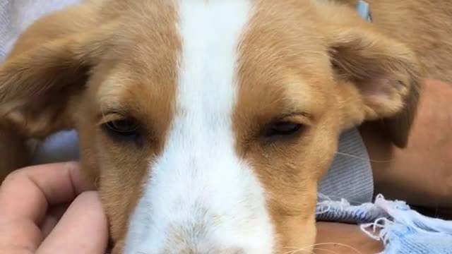 White and brown dog asleep on womans ripped jeans