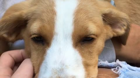 White and brown dog asleep on womans ripped jeans