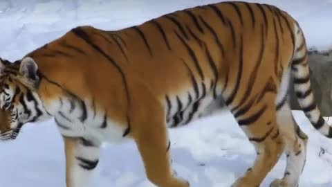 Cute Siberian tiger