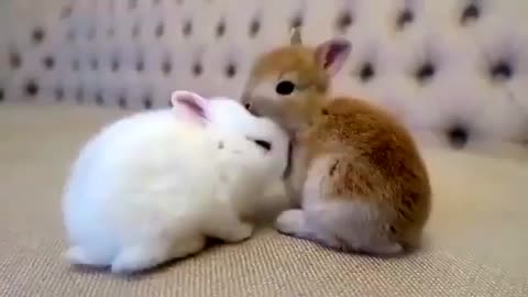OMG!!! 😱😱 So cute baby's rabbits 🤗🤗
