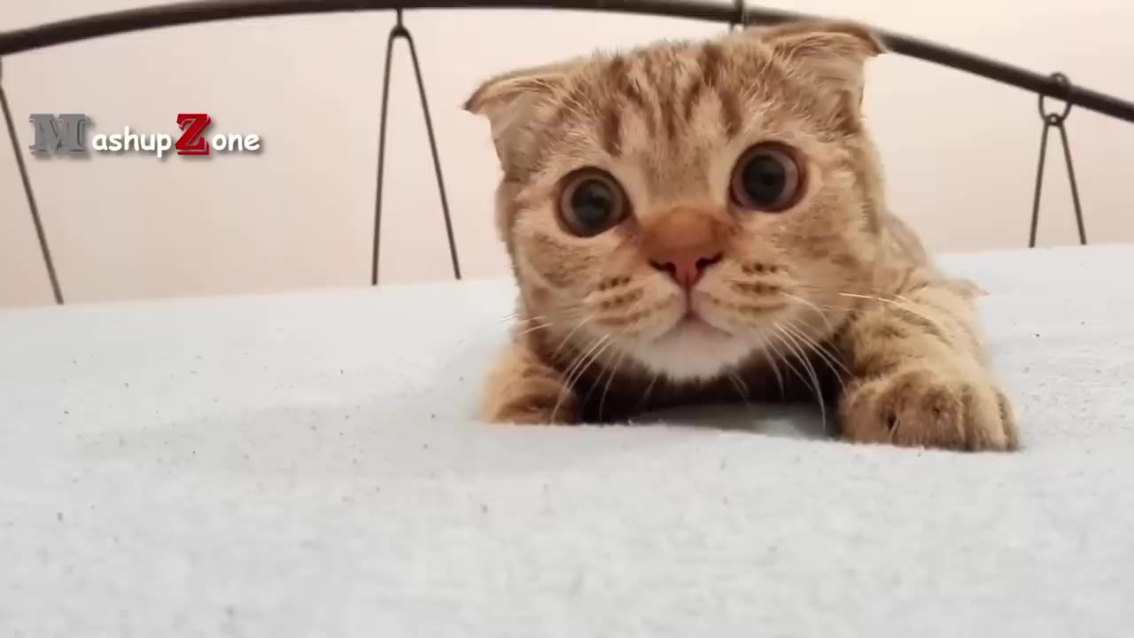 Scaredy Cats Compilation #67