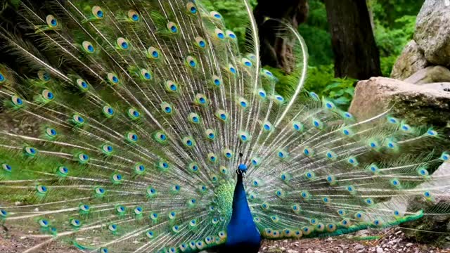 Peacock Dance in Rain showing Colorful Feathers National Bird of India Mayur Dancing