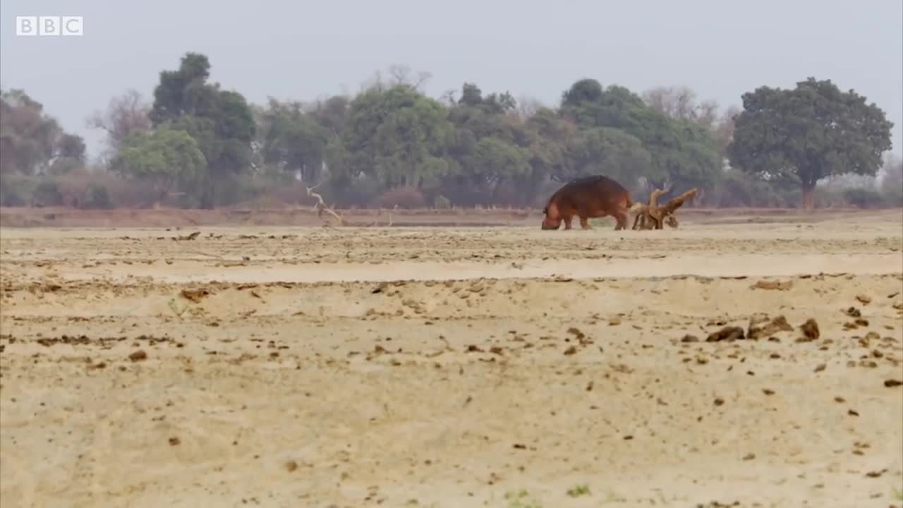 Hippos Fight as Water Becomes Scarce