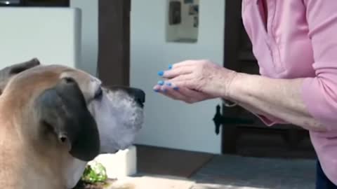 Cute dog | The dog is being fed | Dog video