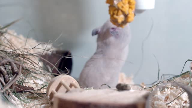 MOUSE EATING