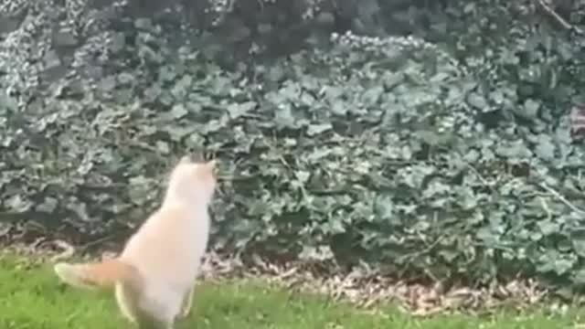 Funniest cat ever