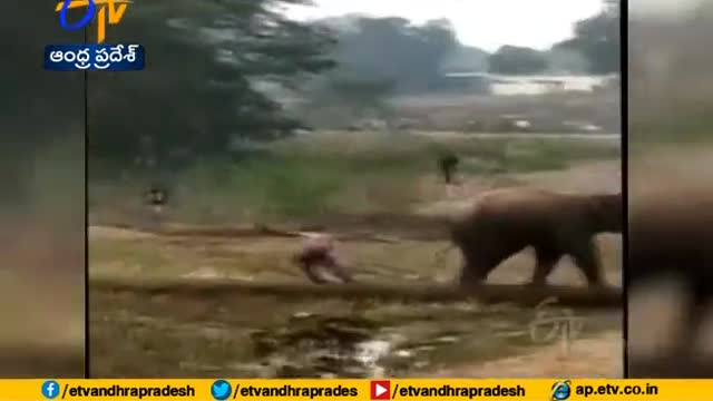 Two Killed, Two Injured | In Elephant Attack | at Odisha