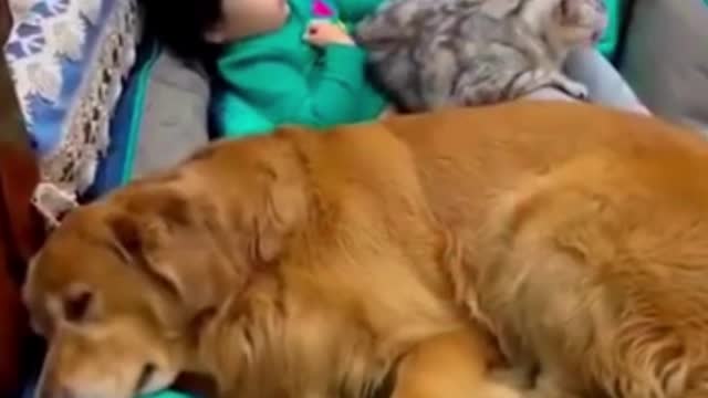 Funny video cat and dog #shorts #viralshorts