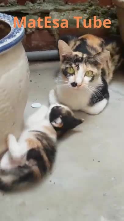 Kitty Playing With Mom#Shorts