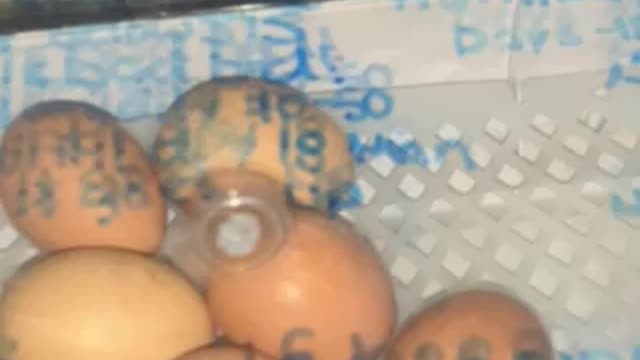 Incubator with chicken eggs day 18