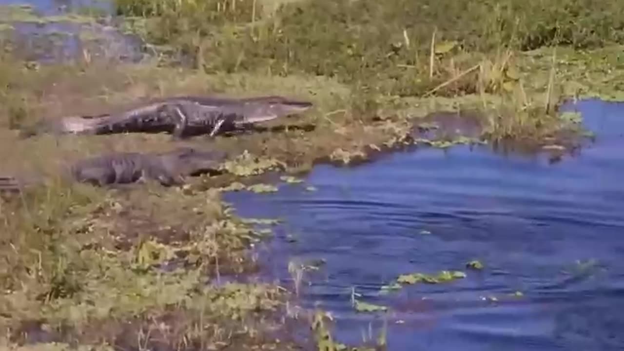 Tell me you live in Florida, without telling me... #wakeboarding #florida #alligator