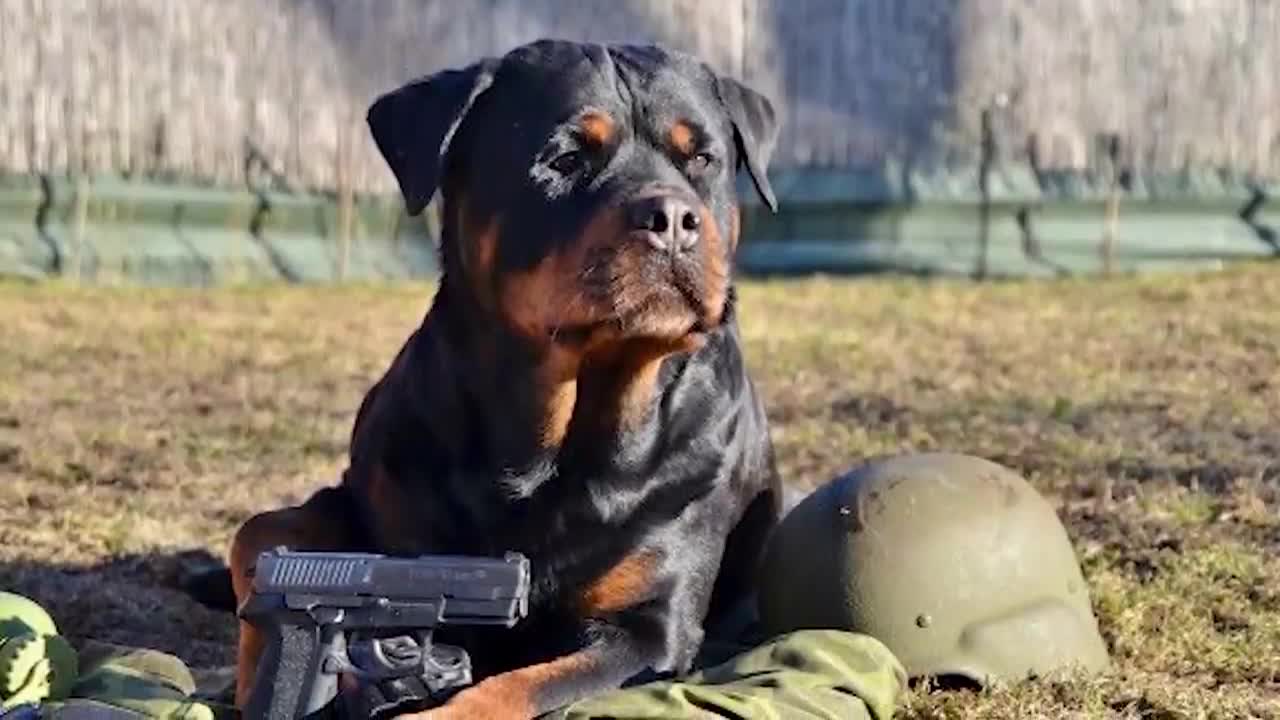 Les 15 Meilleures Races de Chiens Militaires