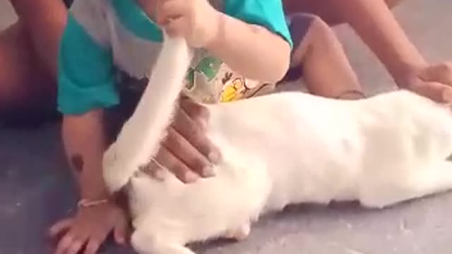 Baby boy trying to eat cat's tail