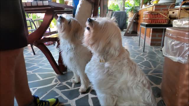 Close up view of Person feeding dog