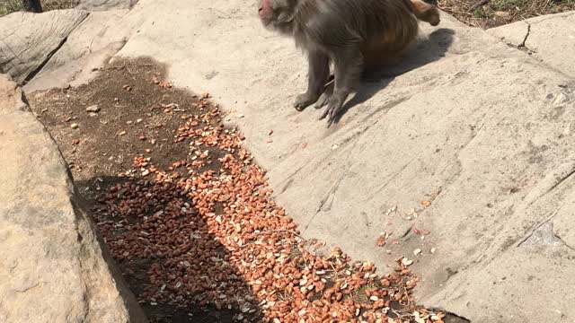 The way monkeys eat