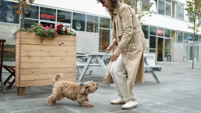 Dog Jumping Towards Her Master.