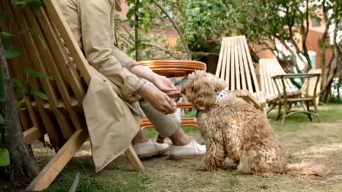 dog performing a hand shake trick