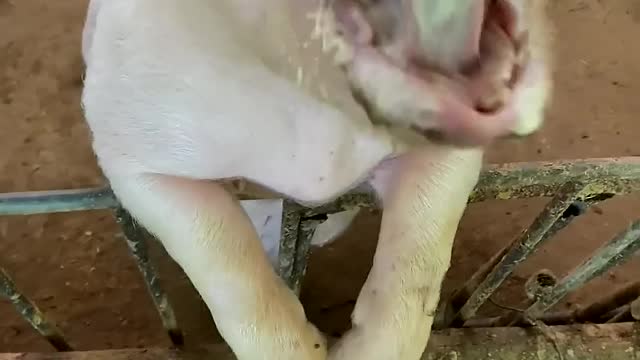 As a little pig, you also need summer popsicles