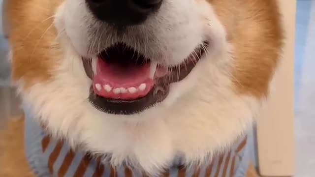 Corgi has a hand, lovely