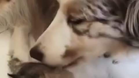 Dogs and cats can be best friends