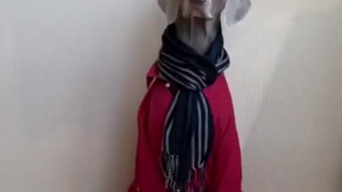 Funny Dog looking cute