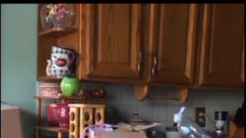 Startled cat-Just a Bunch of scared cats!