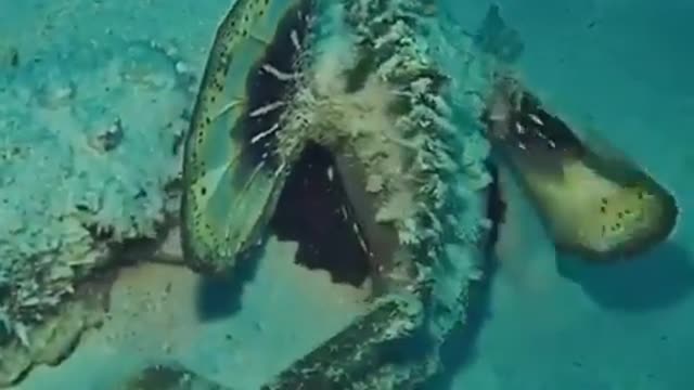 Walking Fish
