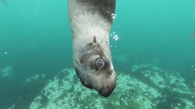 close up view of sea loin swimming underwater