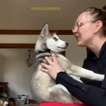Doggo Playing Along with his Hooman | Adorable Pets | Pets At Home