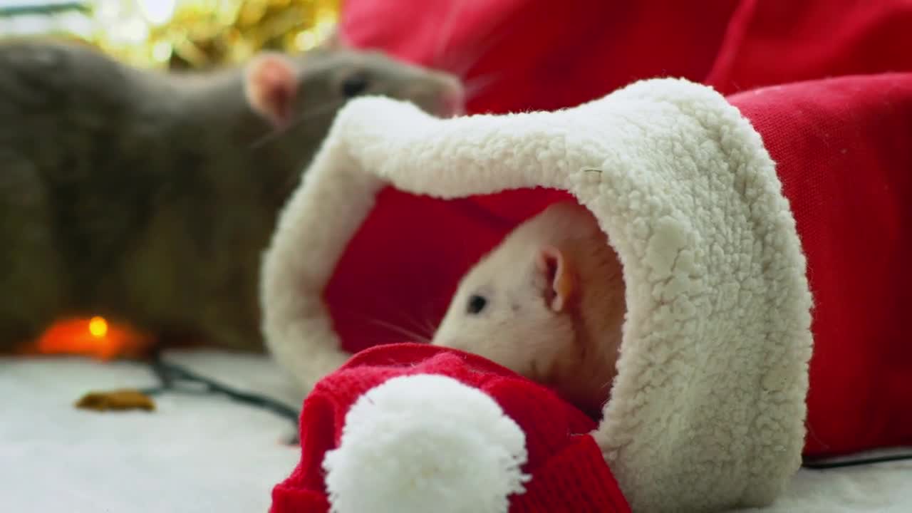 White rat inside a Christmas stocking