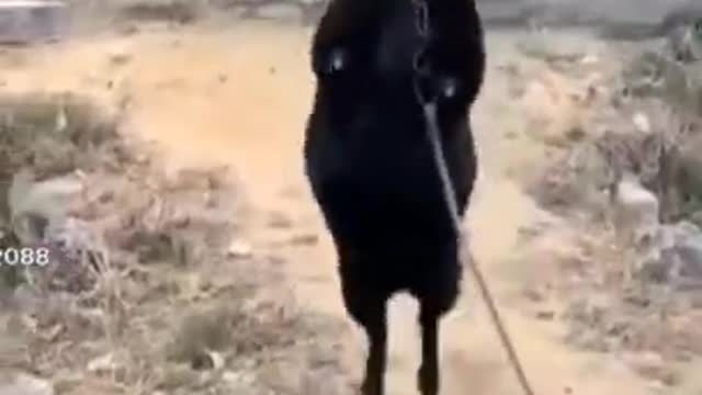 Funny cute ❤ dogs 🐶 and cats 🐱 part 12