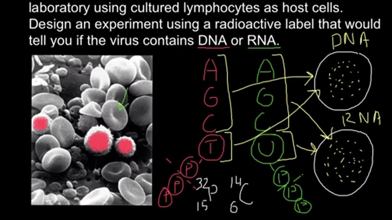 How to determine if virus DNA or RNA based using radioactive labeling?