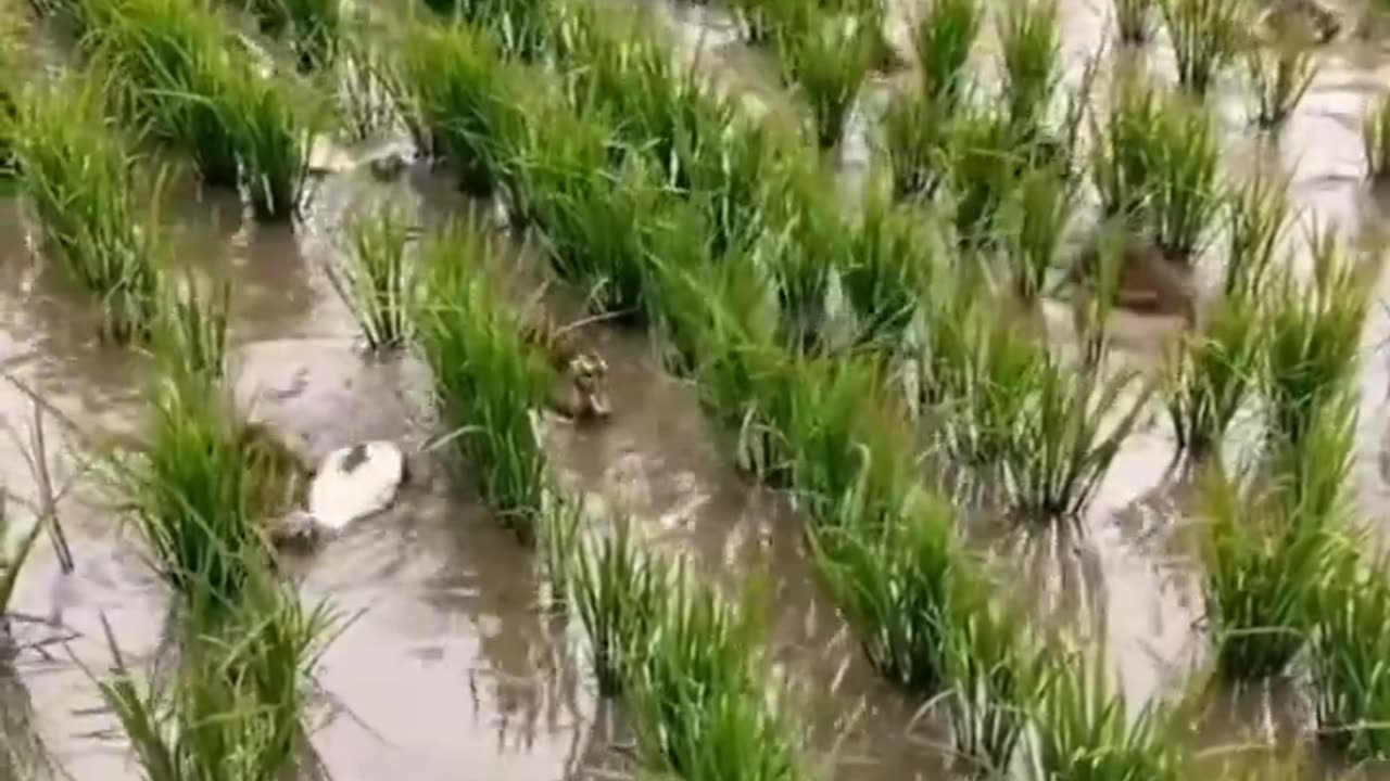 Traditional pest control, Weed and fertilization methods in rice fields.