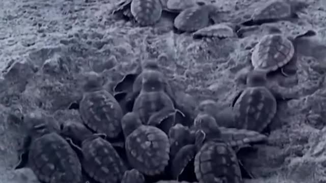 Turtle hatchlings make way to ocean in South Carolina