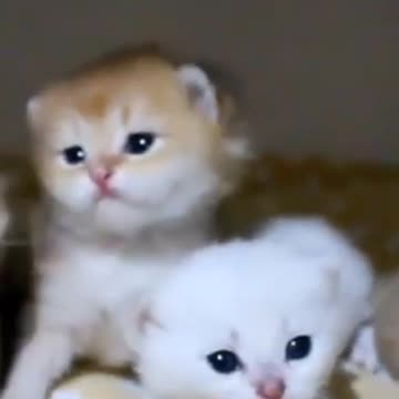 2.cute cats 🥰🙂